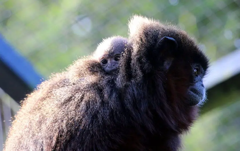 Titi Monkey Infant Belfast Zoo