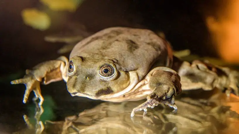 lake titicaca water frog