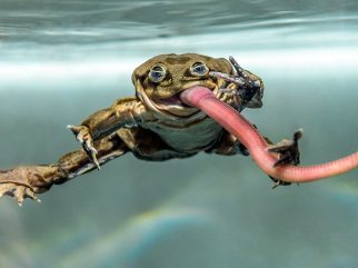 lake titicaca water frog