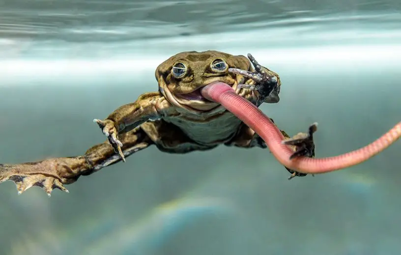 lake titicaca water frog