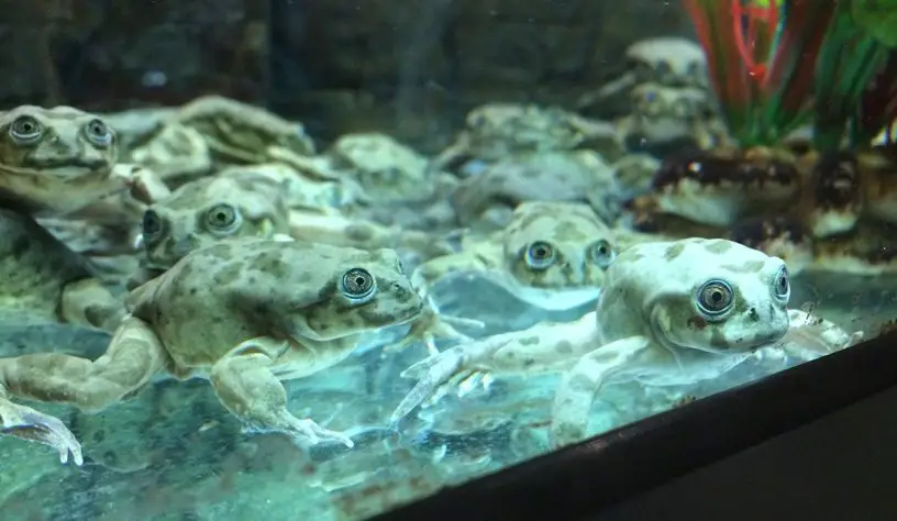 lake titicaca water frog