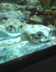 lake titicaca water frog