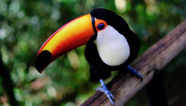 Toco Toucan (Ramphastos toco)