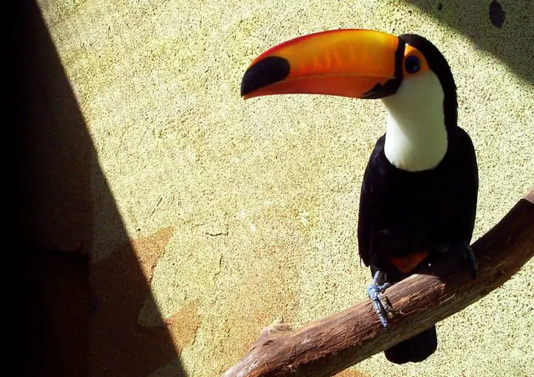 Toco Toucan (Ramphastos toco)