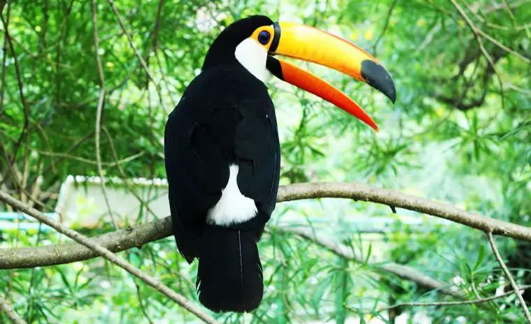 Toco Toucan (Ramphastos toco)