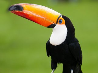 toco toucan