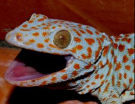 tokay gecko
