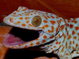 tokay gecko