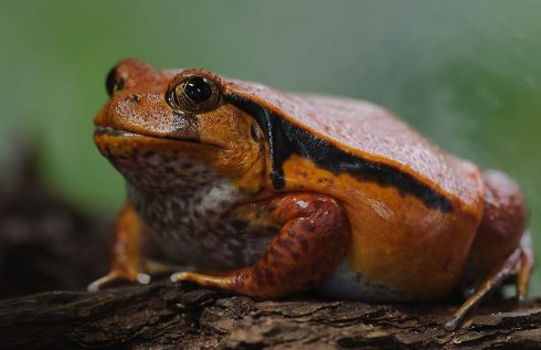 tomato frog