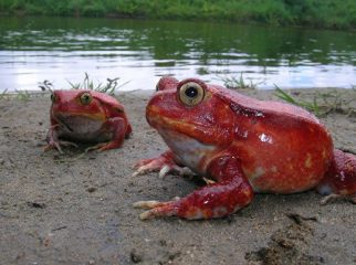 tomato frog