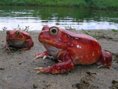 tomato frog