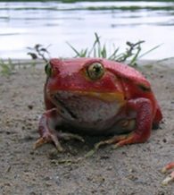 tomato frog