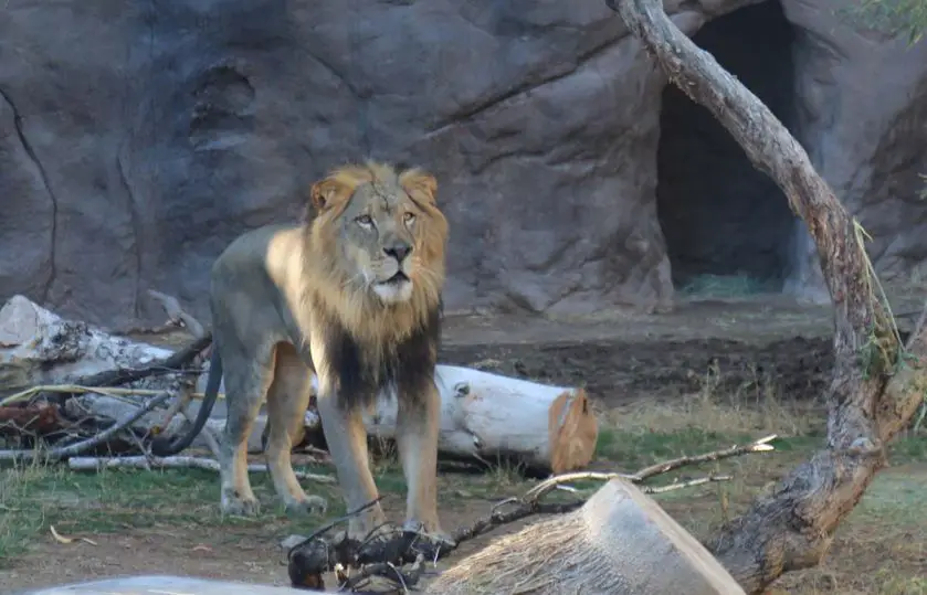 african lion reid park zoo