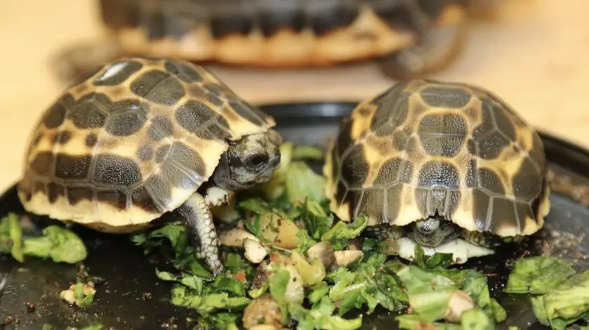 Tortoise's hatch at Toronto Zoo