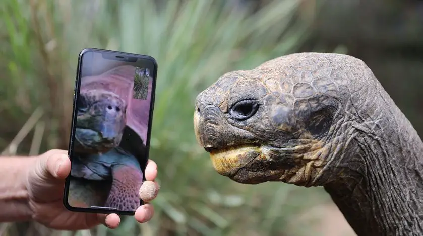 Tortoise Lovers Facetime Call Australian Reptile Park
