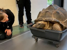 Rescued Tortoises at Oakland Zoo