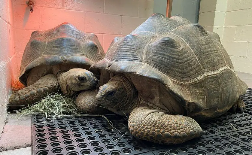Rescued Tortoises at Oakland Zoo