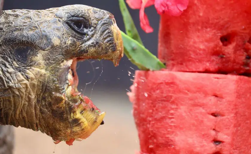 Hugo the Galapagos Giant Tortoise Birthday