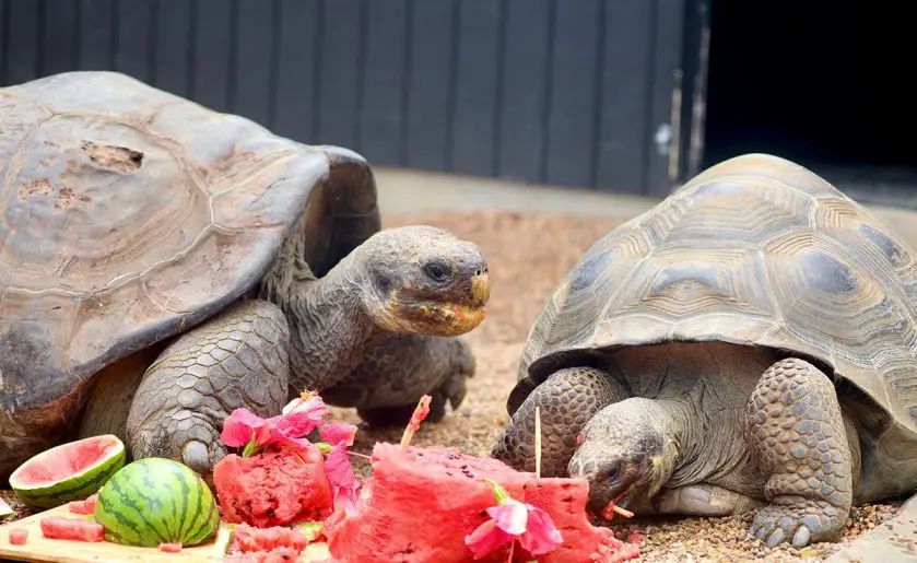 Hugo the Galapagos Giant Tortoise Birthday