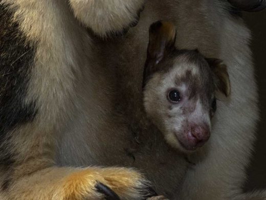 San Diego Zoo Safari Park Tree Kangaroo Joey
