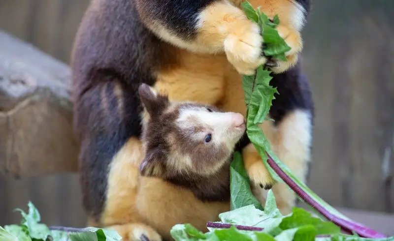 tree kangaroo joey Woodland Park Zoo