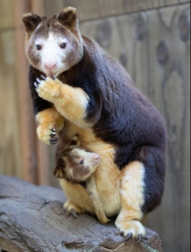 tree kangaroo joey Woodland Park Zoo