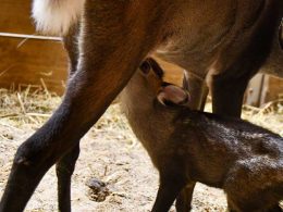 Tufted Deer Fawn at Potter Park Zoo