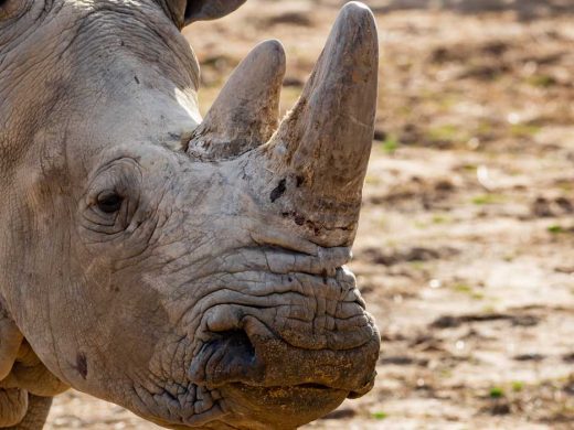 Tulsa Zoo Farewell Southern White Rhinoceros