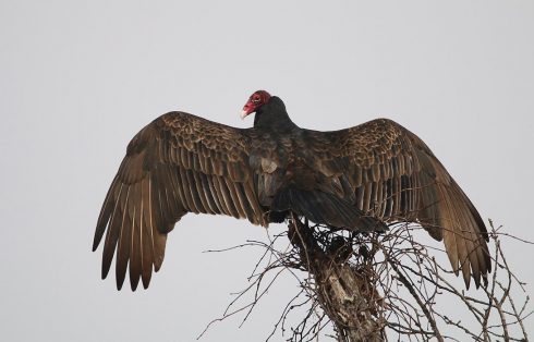 Turkey Vulture