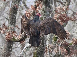 Turkey Vulture