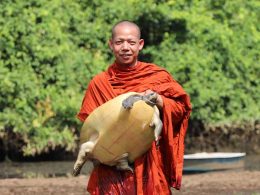 Royal Turtle Release WCS