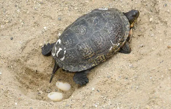 Turtle Release Brookfield