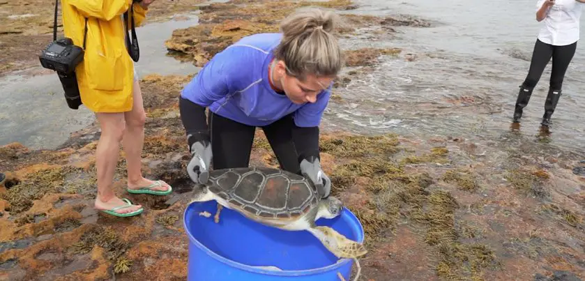 Turtle Release SEA LIFE Sydney Aquarium