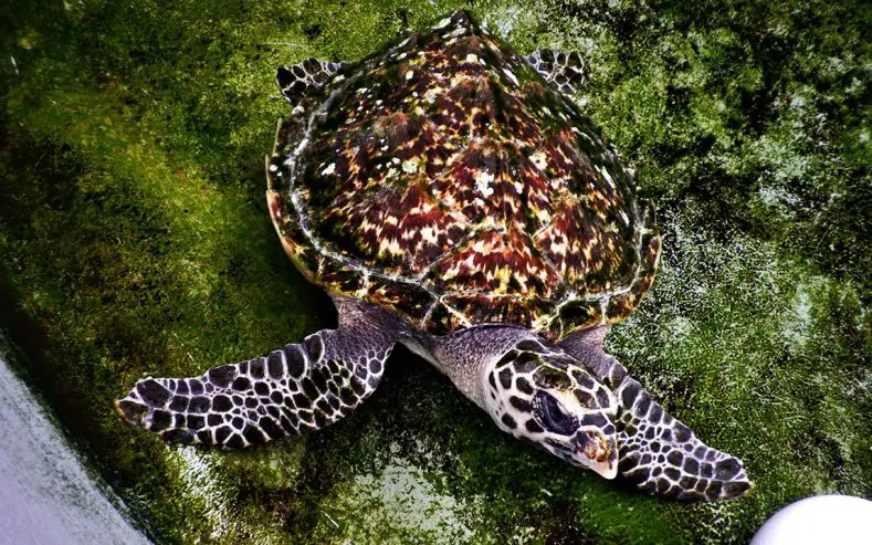 Sea Turtle Releases SEA LIFE Sydney Aquarium