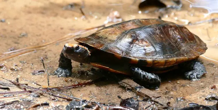 Twist-Necked Turtle (Platemys platycephala)
