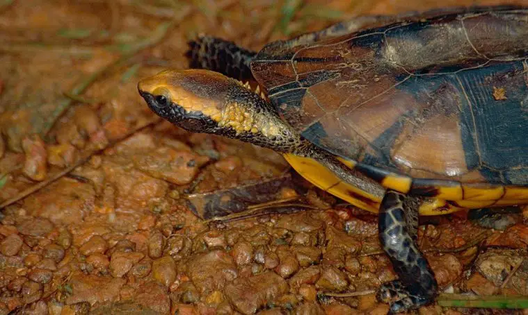 Twist-Necked Turtle (Platemys platycephala)