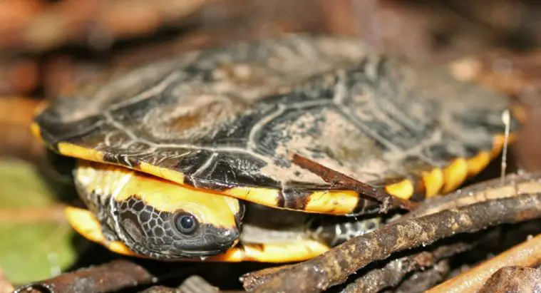 Twist-Necked Turtle (Platemys platycephala)