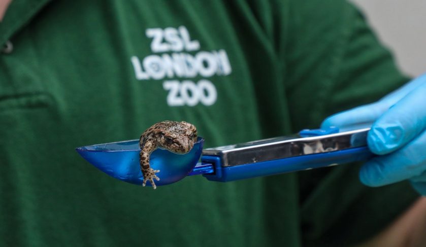 London Zoo Weigh In 2021