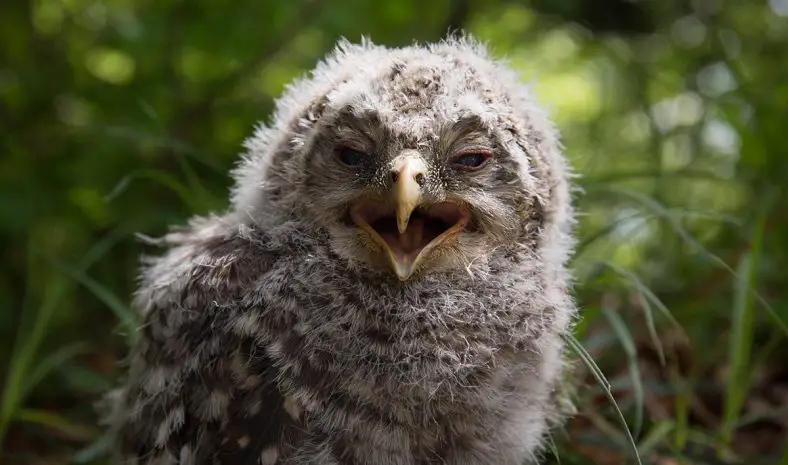 ural owl