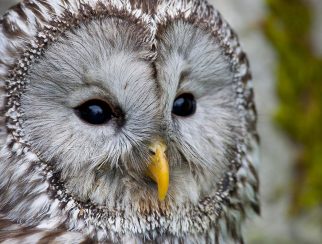 ural owl
