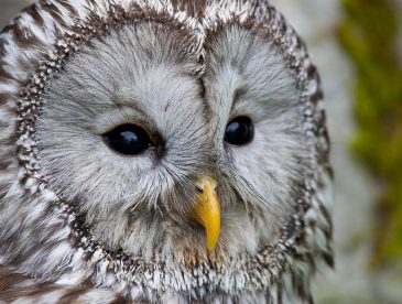 ural owl