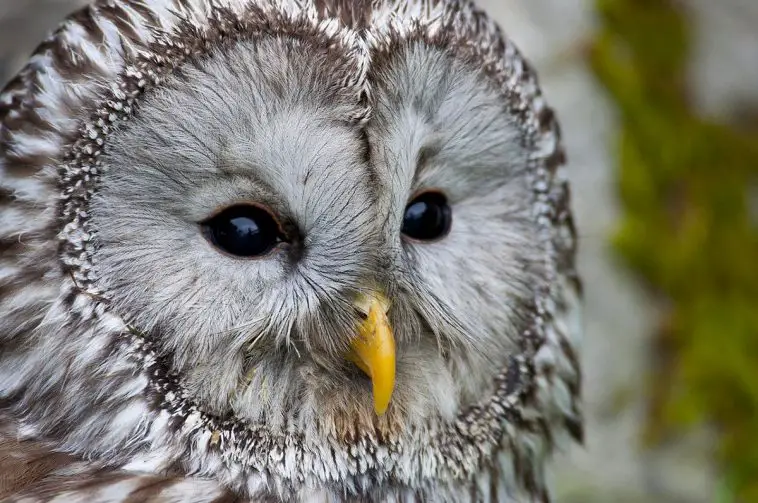 ural owl