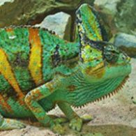 Veiled Chameleon
