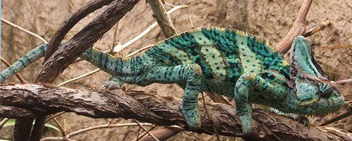 veiled chameleon