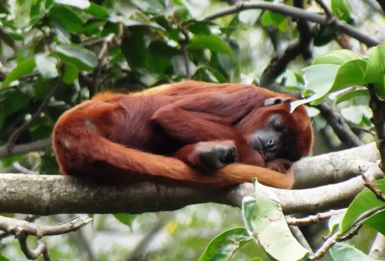 Venezuelan Red Howler (Alouatta seniculus)
