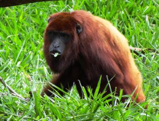 Venezuelan Red Howler (Alouatta seniculus)