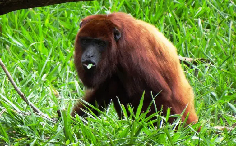 Venezuelan Red Howler (Alouatta seniculus)