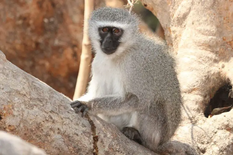 Vervet Monkey