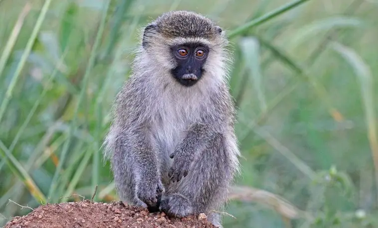 Vervet monkey