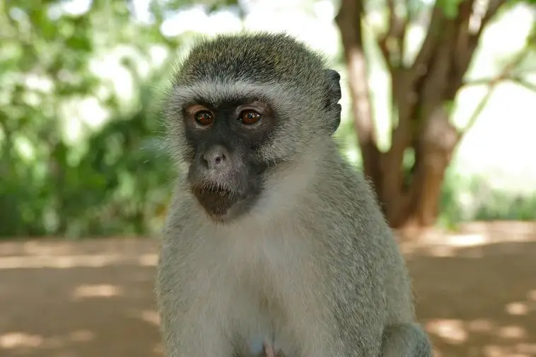 Vervet Monkey
